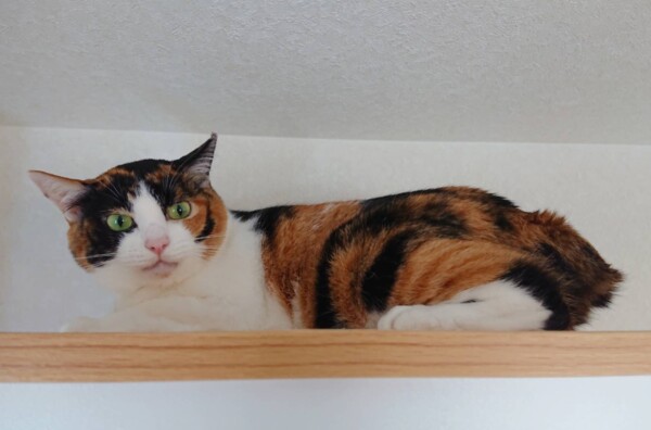 固まったままの、かのこちゃん☆