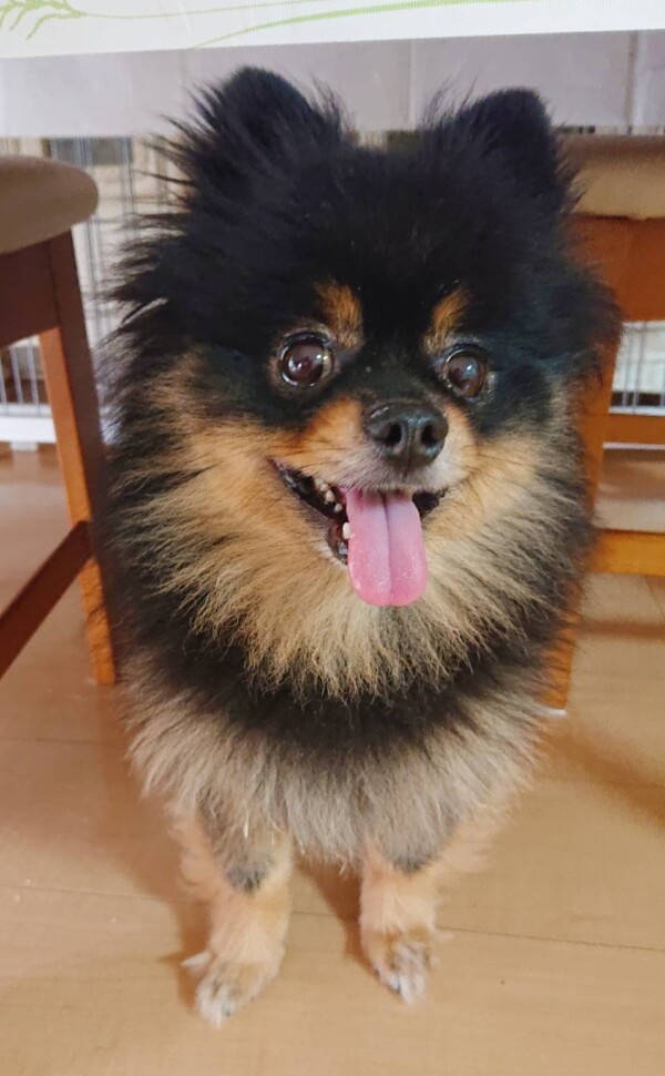 ポメラニアンのココ君☆