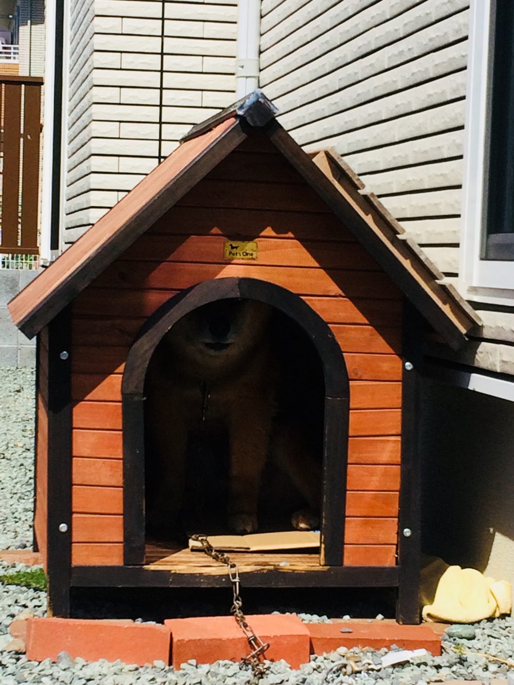 藤枝市 ミックス犬こたろう君のお世話