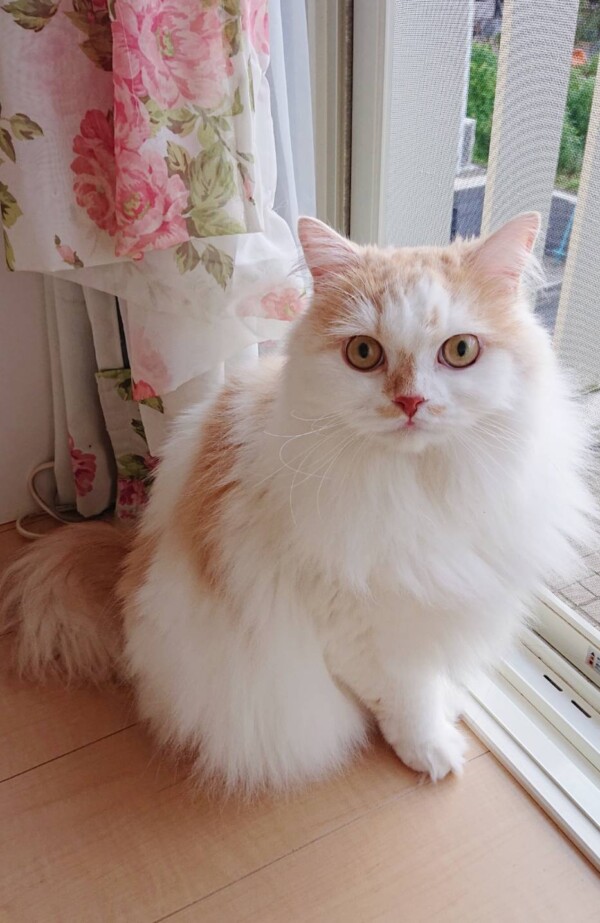 ご機嫌麗しゅうモモ君☆