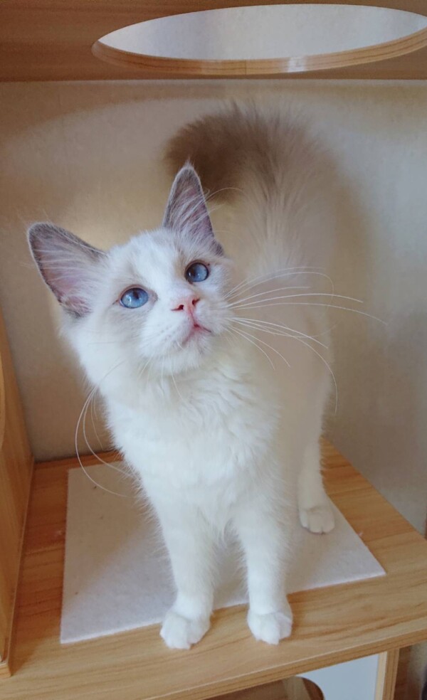 里帰り神弓ちゃん☆