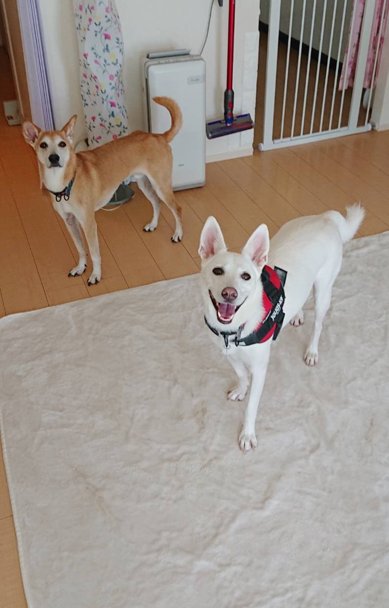 対照的なコメ君・ムギちゃん☆