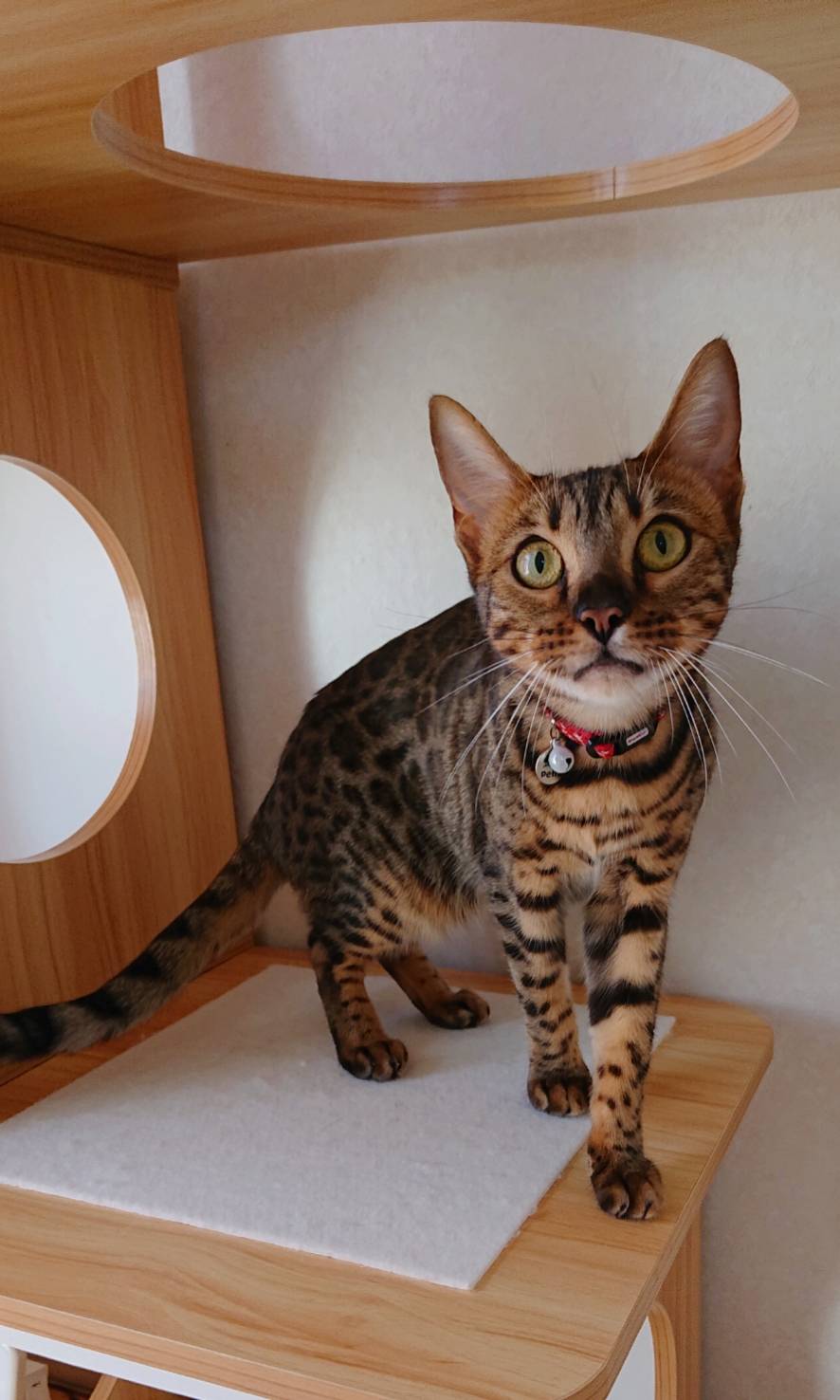 慣れて来たシノンちゃん・カノンちゃん☆