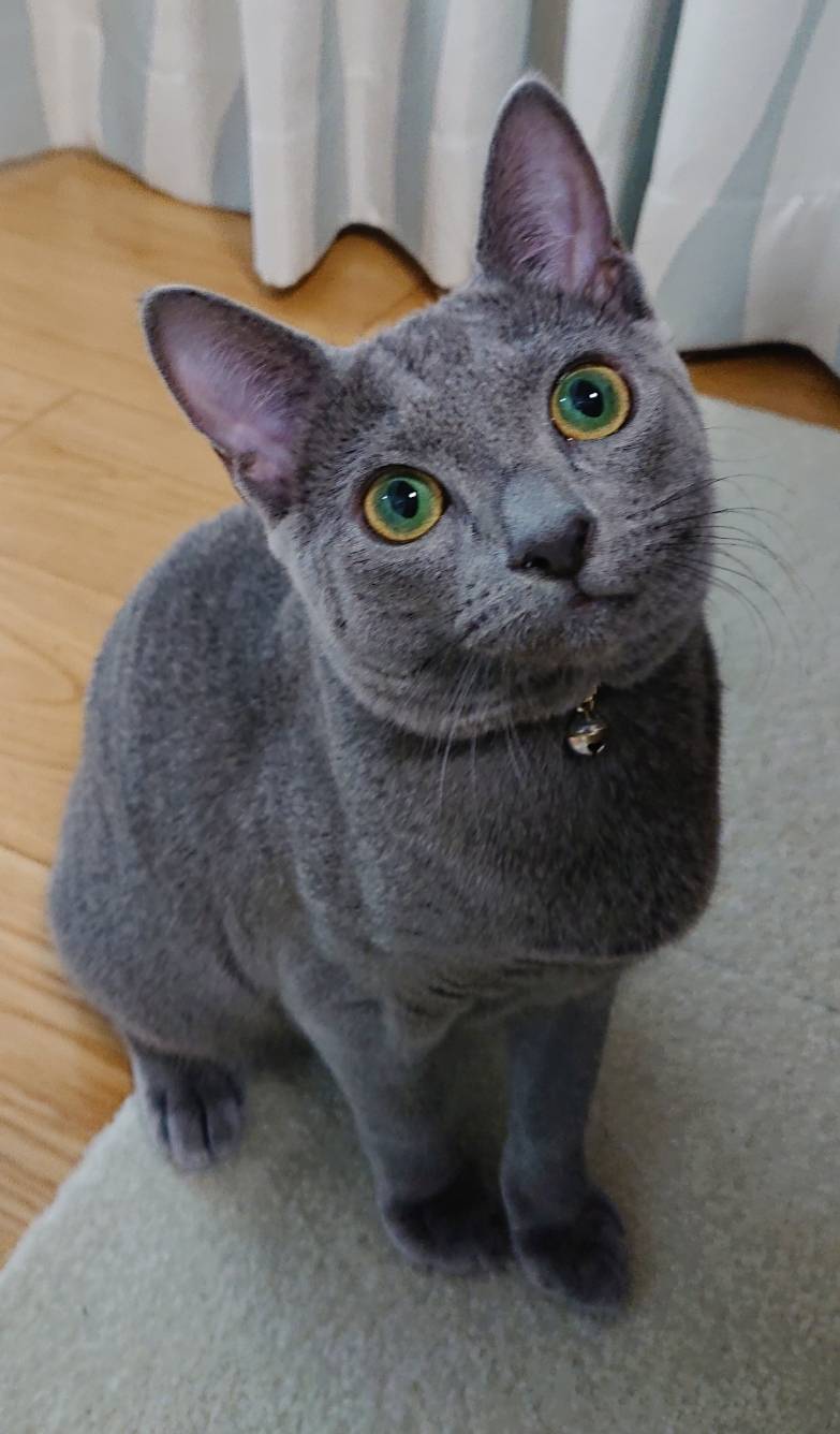 ロシアンブルーおたまちゃん☆