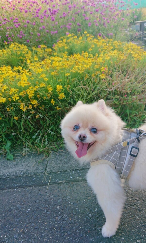 お散歩ハント君☆