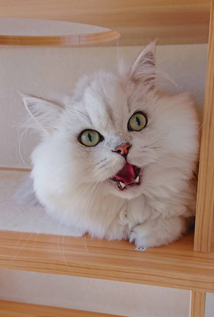 メンディーちゃん・ガン君☆