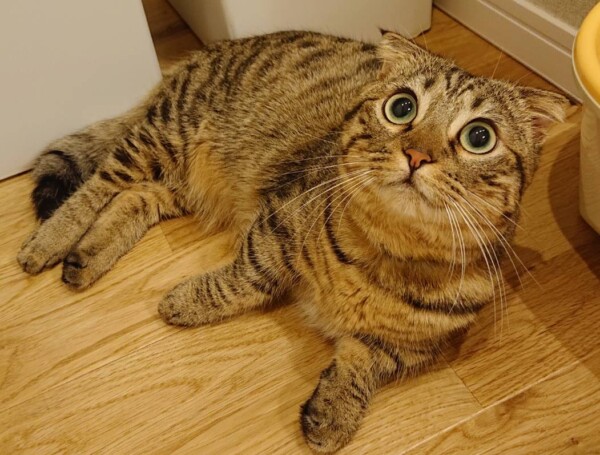 マンチカンたみこちゃん☆