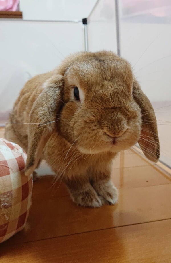 お久しぶりキナコ君☆