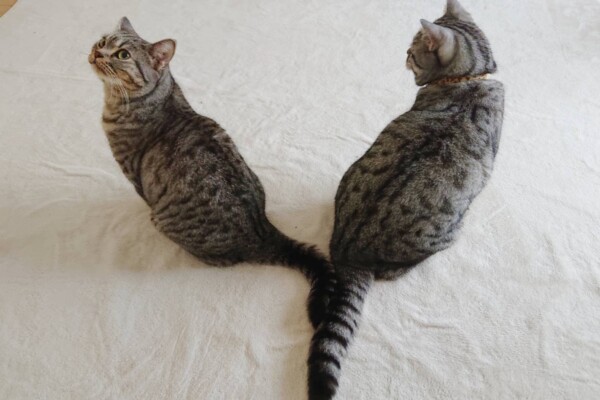 マンチ×アメショMIXのフク君・ソラ君