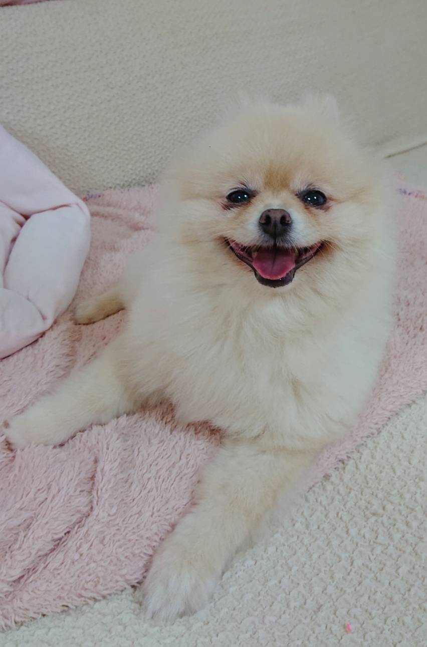 猫まみれハント君☆