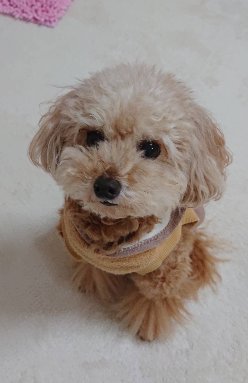 トイレバッチリのエルモ君☆