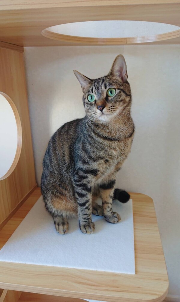 キジトラのナッツ君☆