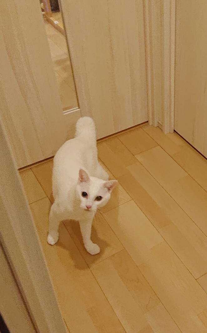 リピートこてつ君☆