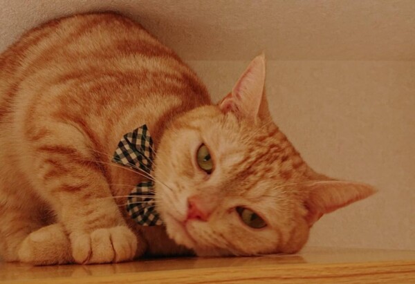 アメショもなか君☆