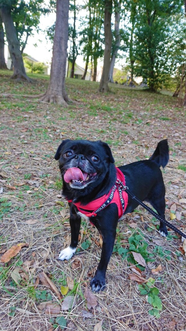 先輩犬のハナちゃん☆