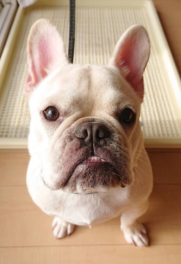 フレンチの大吉君☆