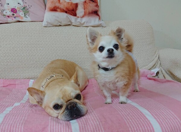 先輩犬になったジョナ君・ロック君☆