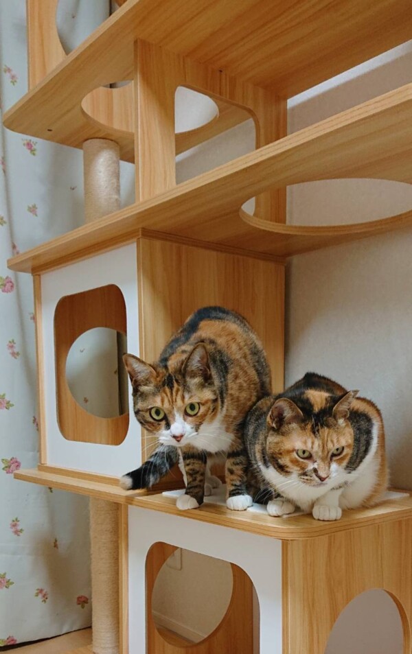 お久しぶりのセサミちゃん・くーちゃん☆