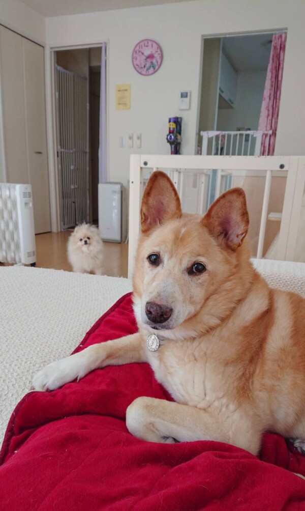 換毛期りょう君☆