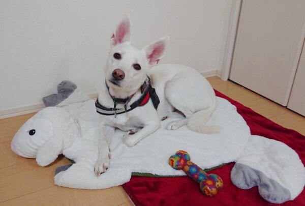 1匹お泊りムギちゃん☆