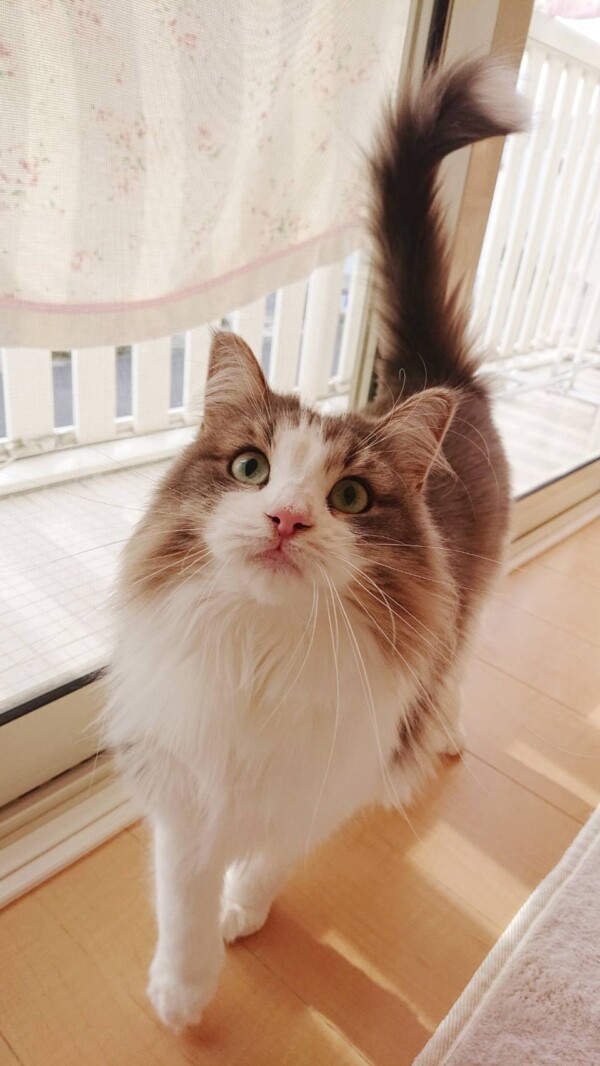 ノルウェージャンのエマちゃん☆