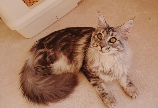 メインクーンのモナコちゃん☆