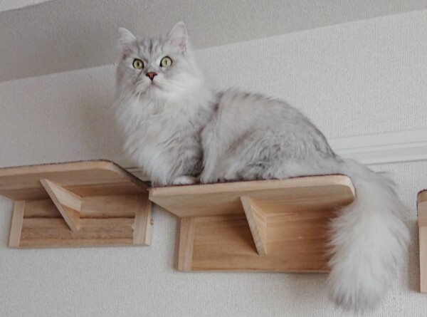 キャットウォークぎん君☆