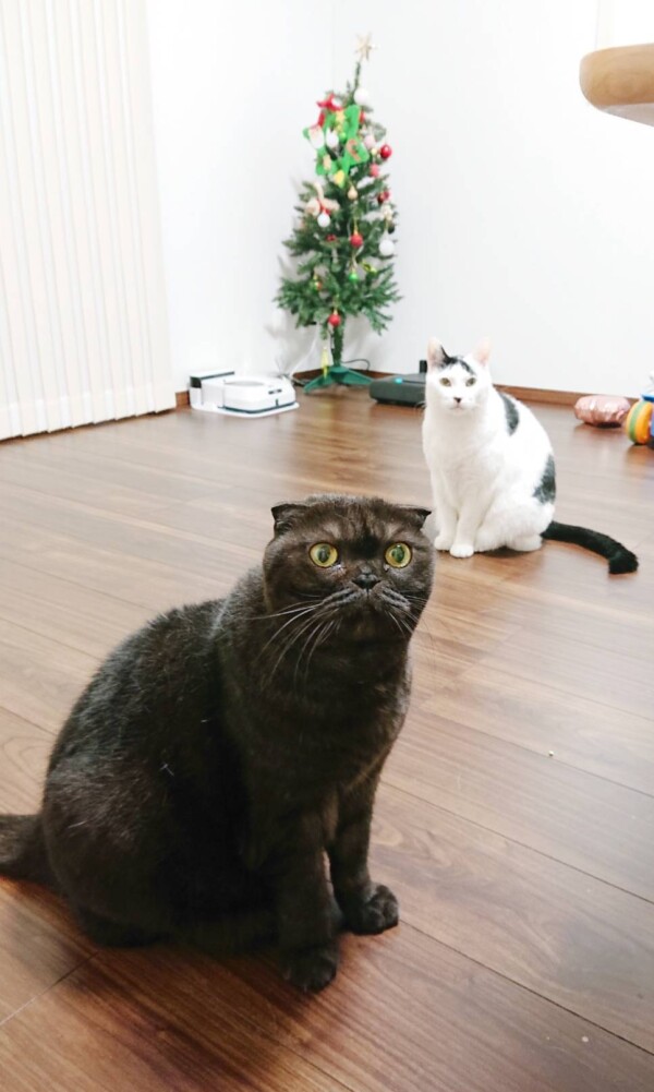 すっかり慣れたクロ君・ブチ君☆