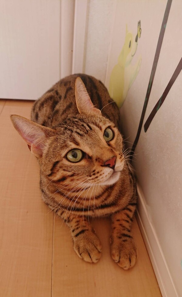 ベンガルの翔太君☆