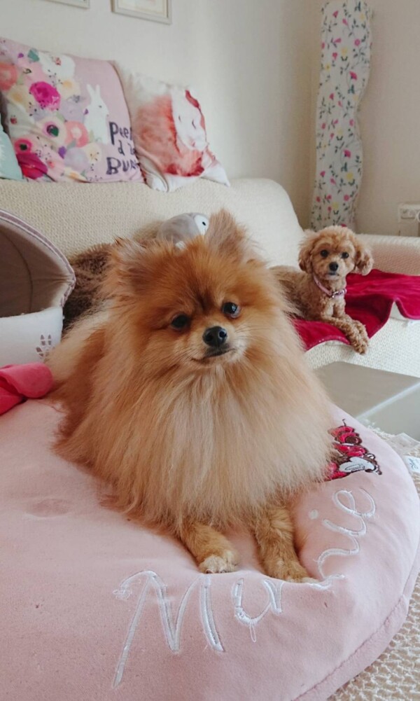 リピートぽてまる君☆