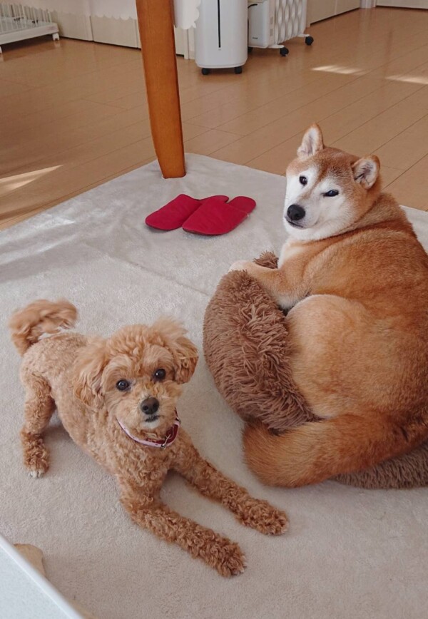 ちゃちゃ丸君・ハナちゃん☆