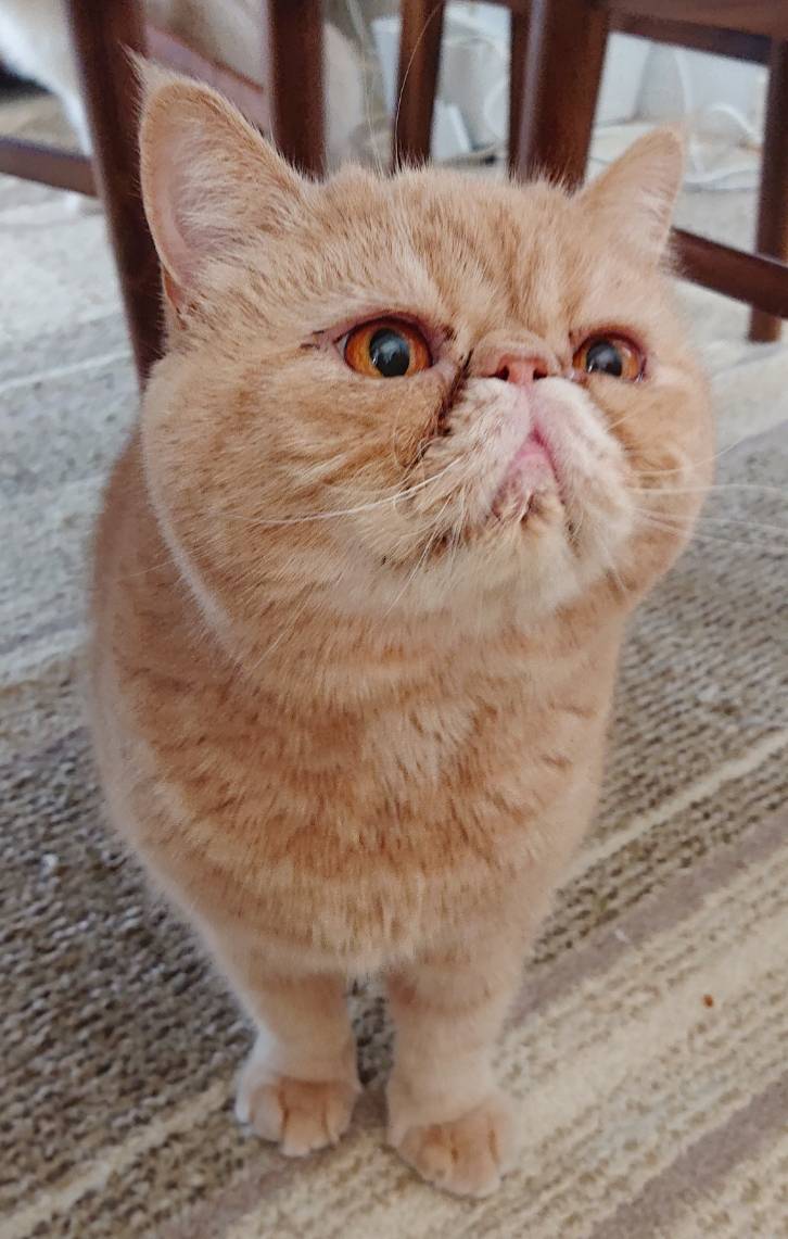 家族が増えたまめた君・もちた君☆