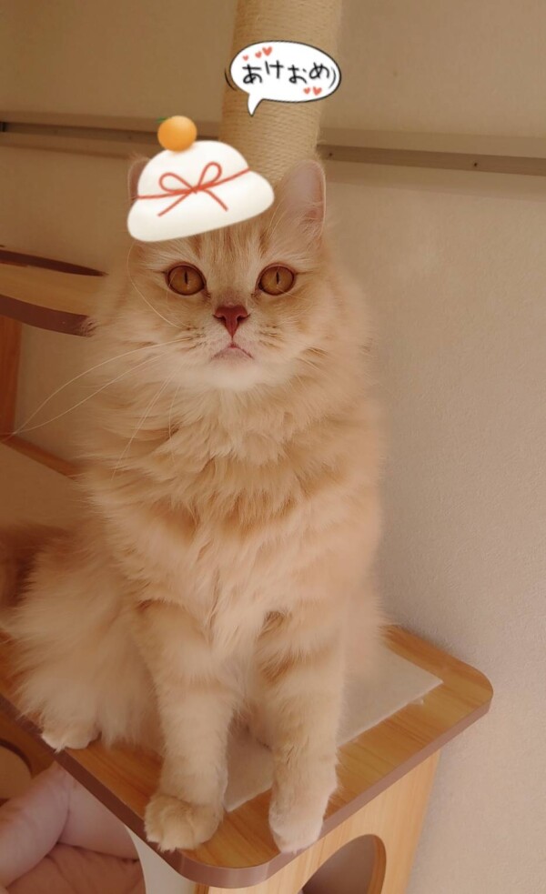 年越しグレースちゃん・アシェル君☆