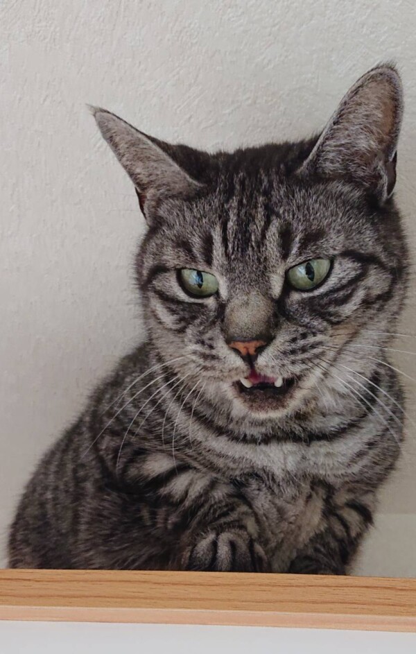 サバトラこむぎ君☆