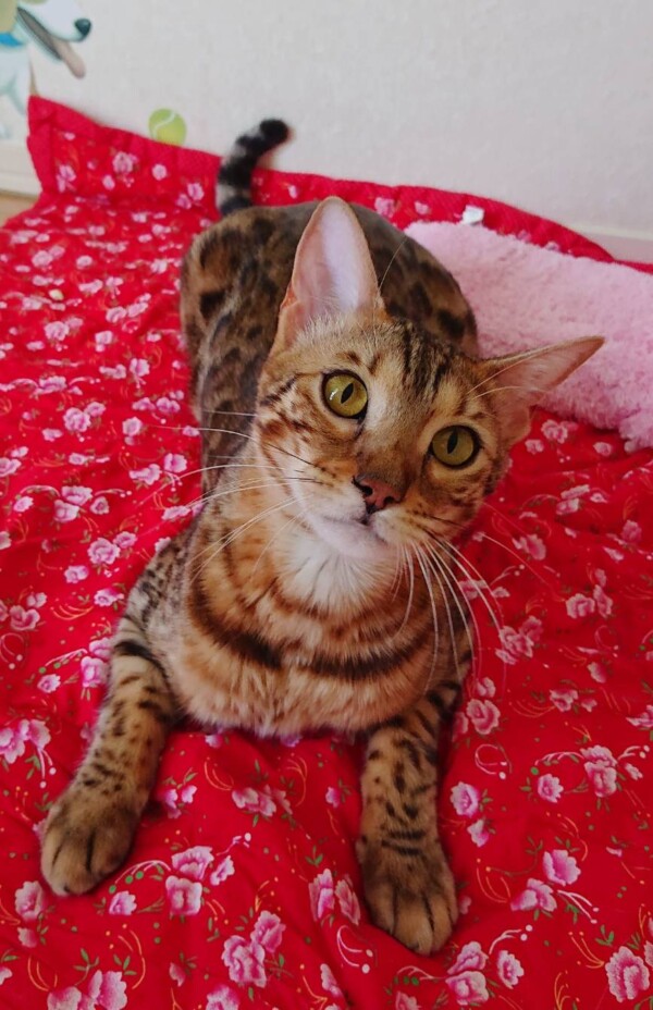 ニャミちゃん・モカちゃん☆