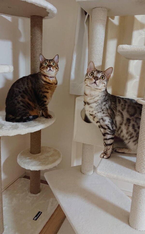 あけおめロゼ君・メルちゃん☆