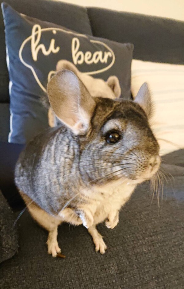 チンチラころんちゃん☆