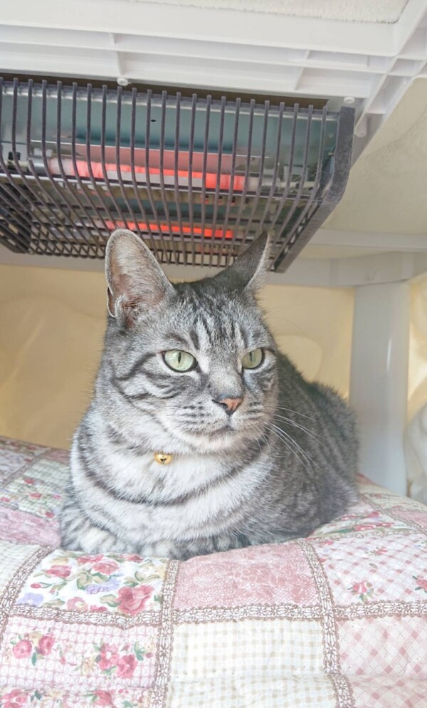 リピートこむぎ君☆