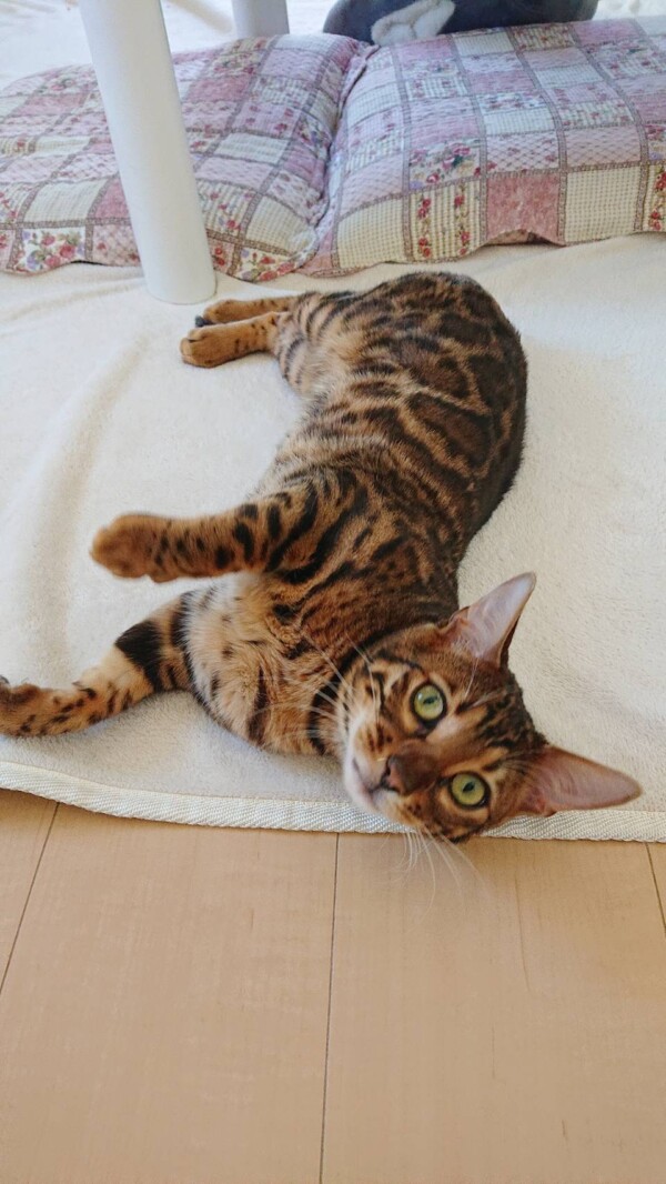 アゲインしいたけ君☆