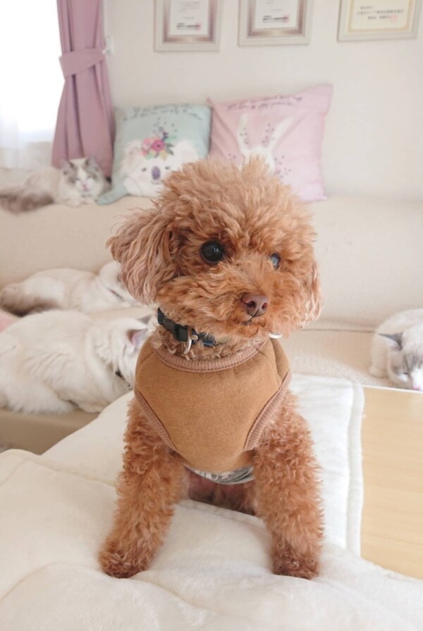 ラグドールまみれバーニー君☆