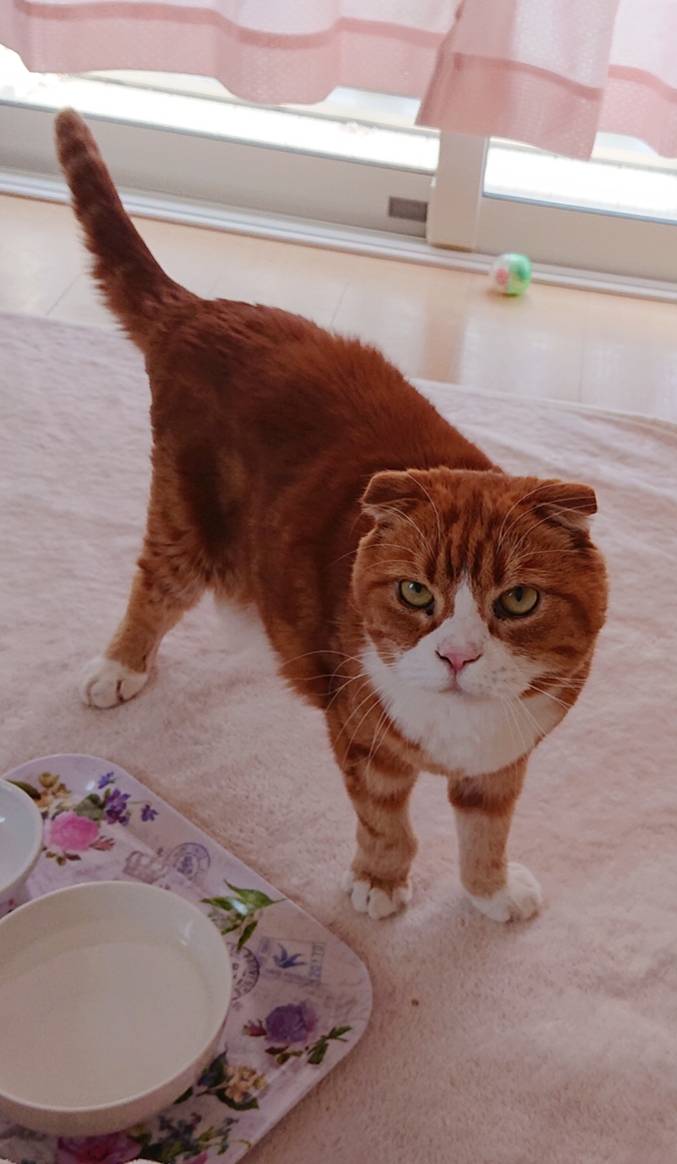 スコティッシュくぅ君☆