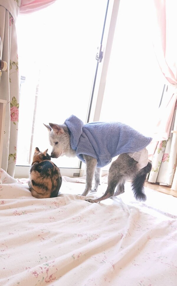 犬さくらちゃん・猫チャコちゃん☆