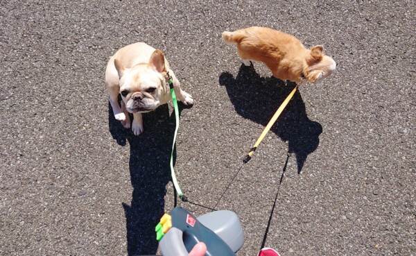 ジョナ君・ロック君☆(お散歩編)