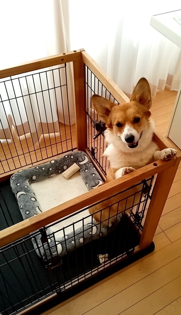 コーギーむうちゃん☆