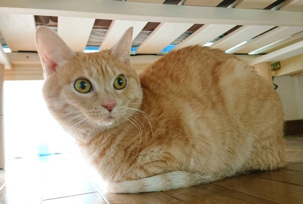 茶トラ猫ねこちゃん☆