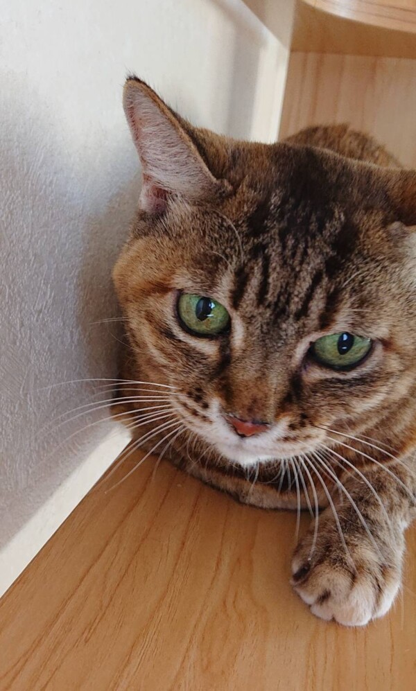 キジトラまめちゃん☆