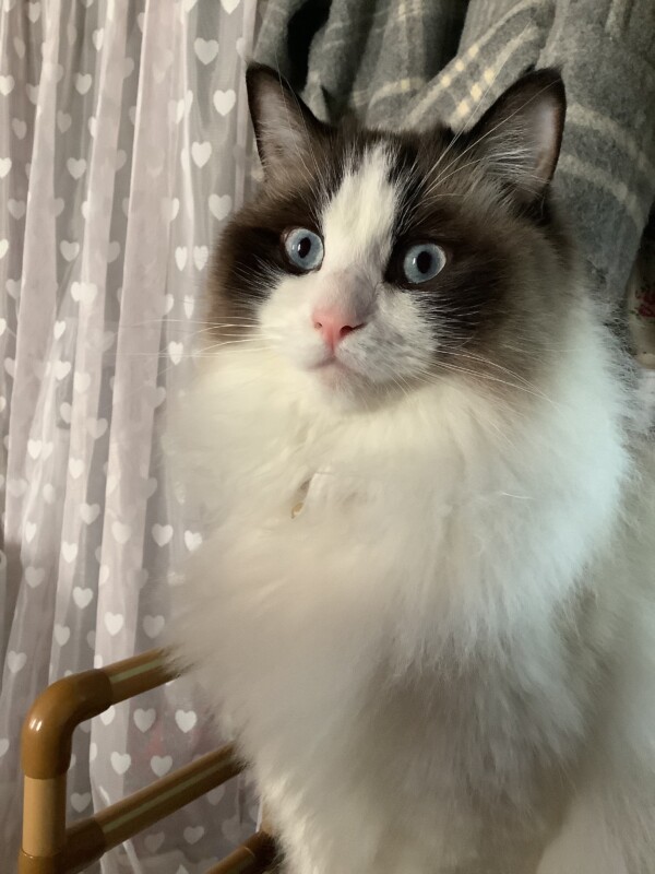 当キャッテリー出身のラグドール達☆(追加2回目)