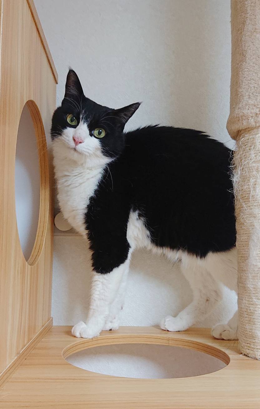 お引越しナンシーちゃん☆