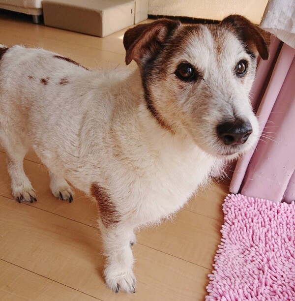 猫が好き過ぎる里帰りログ君☆