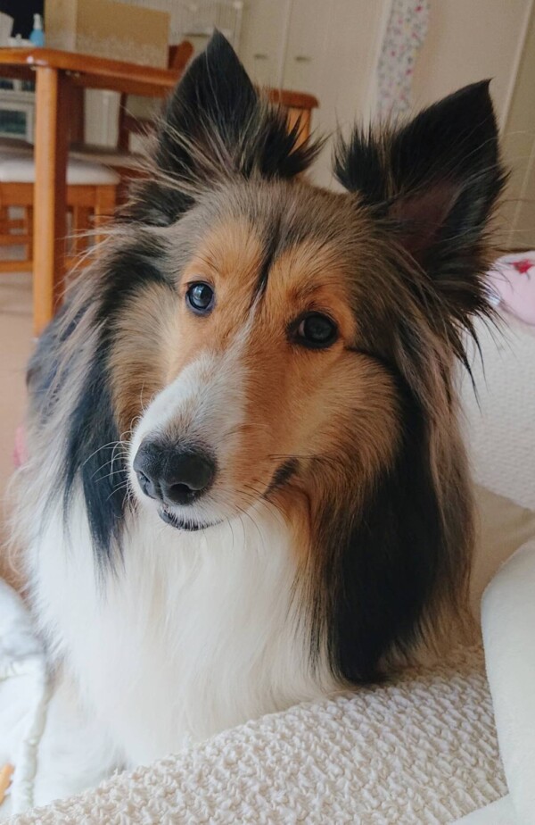 ６日間ミルちゃん☆